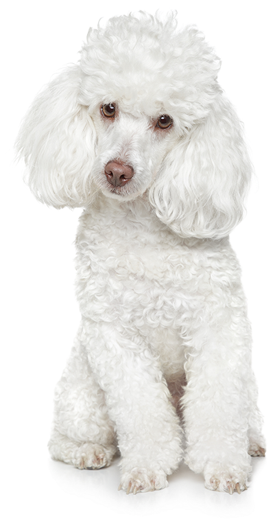 poodle-dog-pet-canine-animal-transparent-png-210289